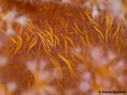 FIRE! 
SOFT CORAL Dendronephthya,  RED SEA. Taken with O... by Alexia Dunand 